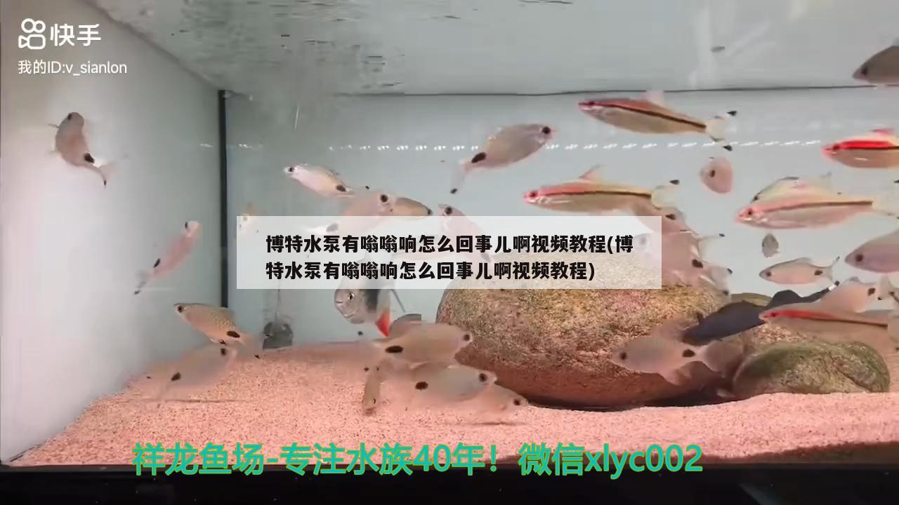 博特水泵有嗡嗡响怎么回事儿啊视频教程(博特水泵有嗡嗡响怎么回事儿啊视频教程)