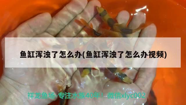 鱼缸浑浊了怎么办(鱼缸浑浊了怎么办视频) 祥龙水族滤材/器材