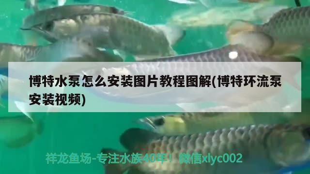 博特水泵怎么安装图片教程图解(博特环流泵安装视频) 博特水族