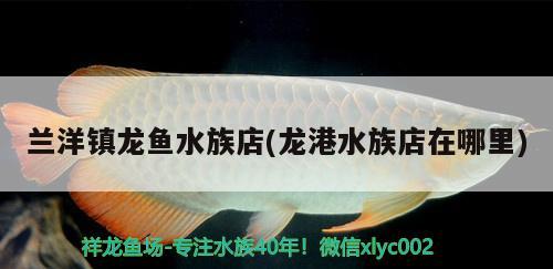 兰洋镇龙鱼水族店(龙港水族店在哪里) 白子球鲨鱼