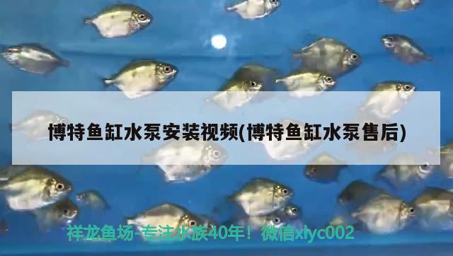 博特鱼缸水泵安装视频(博特鱼缸水泵售后) 博特水族 第2张