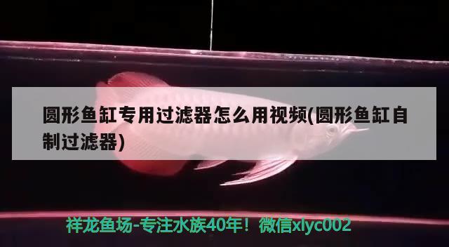 圆形鱼缸专用过滤器怎么用视频(圆形鱼缸自制过滤器) 野生埃及神仙鱼