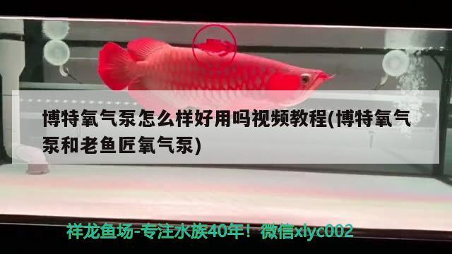 博特氧气泵怎么样好用吗视频教程(博特氧气泵和老鱼匠氧气泵) 博特水族