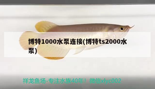 博特1000水泵连接(博特ts2000水泵) 博特水族