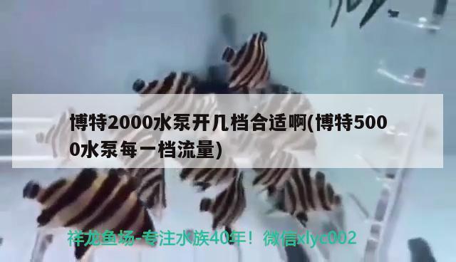 博特2000水泵开几档合适啊(博特5000水泵每一档流量) 博特水族