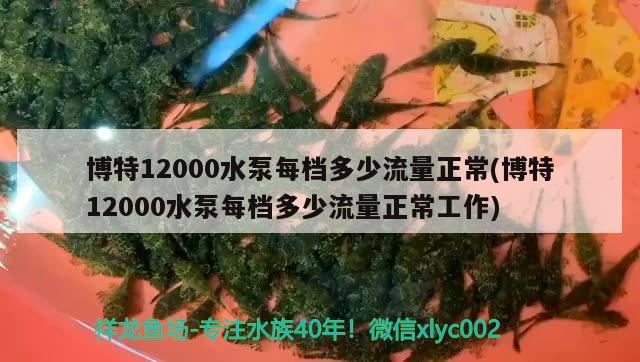 博特12000水泵每档多少流量正常(博特12000水泵每档多少流量正常工作)