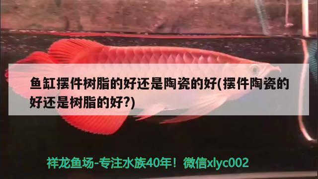 鱼缸摆件树脂的好还是陶瓷的好(摆件陶瓷的好还是树脂的好?) 苏虎苗（苏门答腊虎鱼苗）