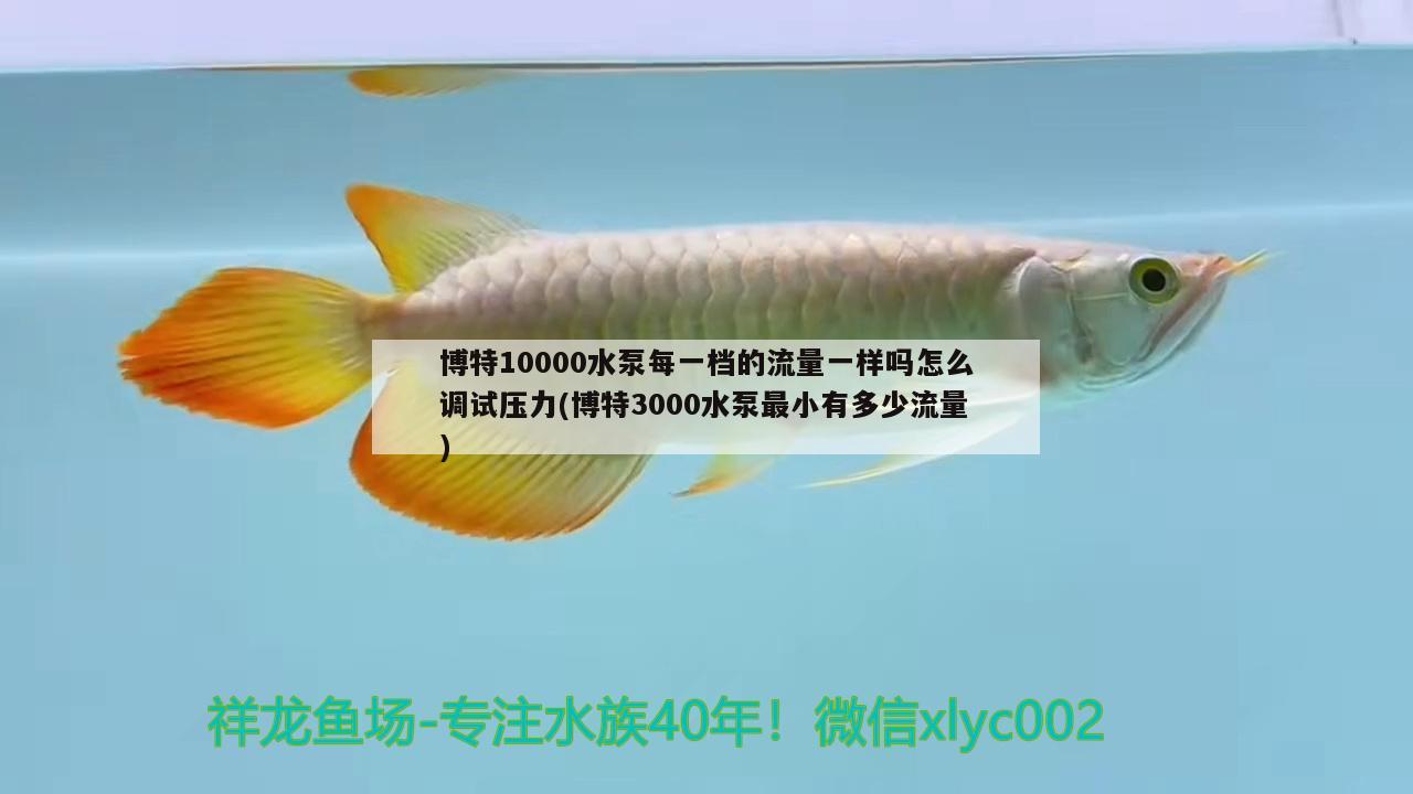 博特10000水泵每一档的流量一样吗怎么调试压力(博特3000水泵最小有多少流量)