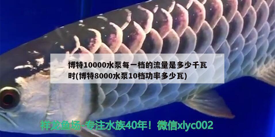 博特10000水泵每一档的流量是多少千瓦时(博特8000水泵10档功率多少瓦) 博特水族