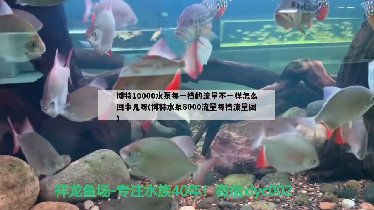 博特10000水泵每一档的流量不一样怎么回事儿呀(博特水泵8000流量每档流量图)