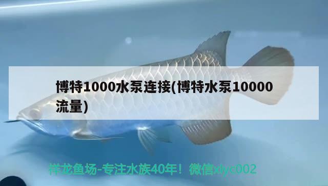 博特1000水泵连接(博特水泵10000流量) 博特水族