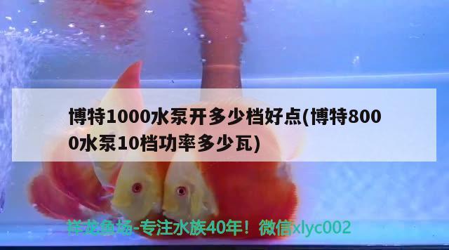 博特1000水泵开多少档好点(博特8000水泵10档功率多少瓦)