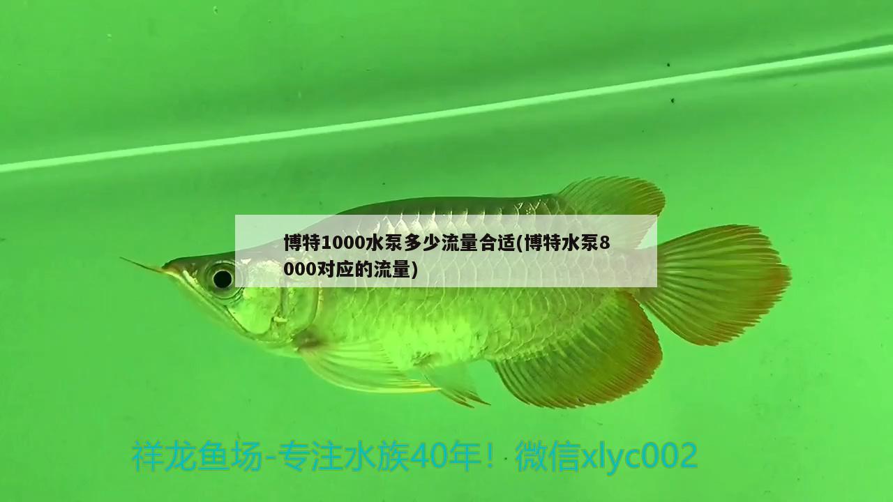 博特1000水泵多少流量合适(博特水泵8000对应的流量)