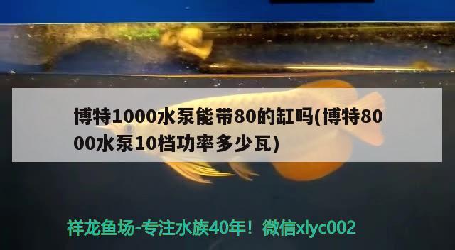 博特1000水泵能带80的缸吗(博特8000水泵10档功率多少瓦)