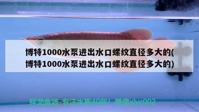 博特1000水泵进出水口螺纹直径多大的(博特1000水泵进出水口螺纹直径多大的)