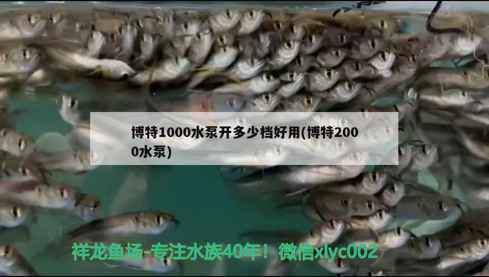 博特1000水泵开多少档好用(博特2000水泵) 博特水族