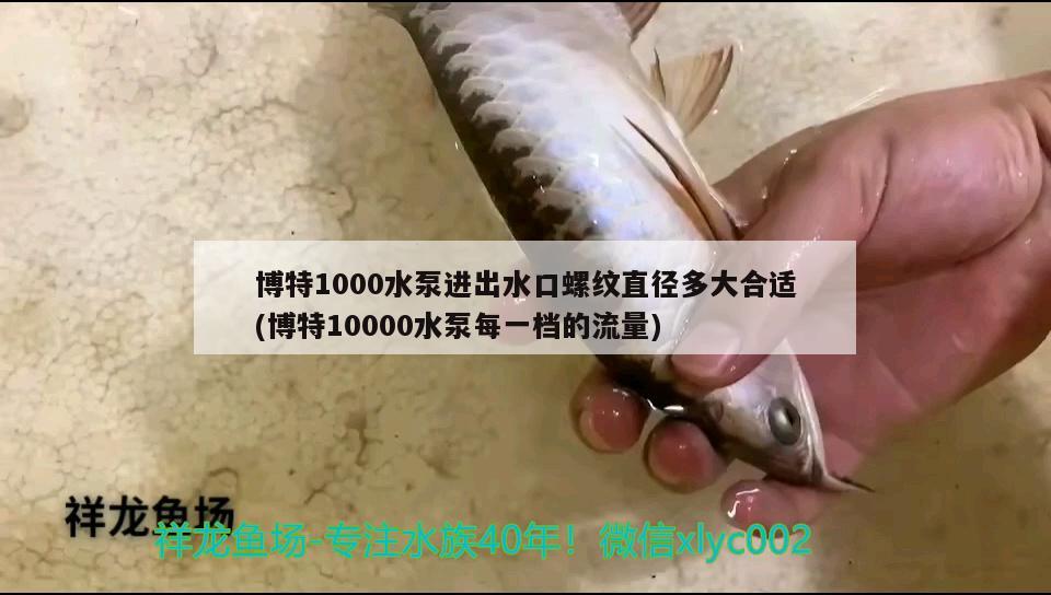 博特1000水泵进出水口螺纹直径多大合适(博特10000水泵每一档的流量)