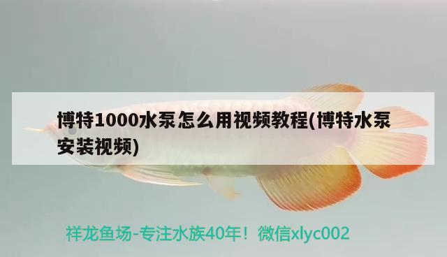 博特1000水泵怎么用视频教程(博特水泵安装视频) 博特水族