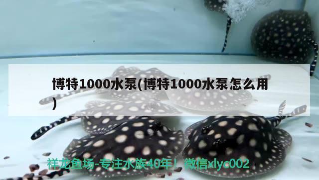 博特1000水泵(博特1000水泵怎么用) 博特水族