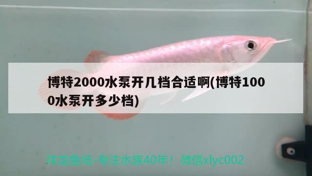 博特2000水泵开几档合适啊(博特1000水泵开多少档) 博特水族