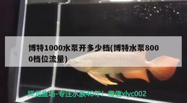 博特1000水泵开多少档(博特水泵8000档位流量) 博特水族