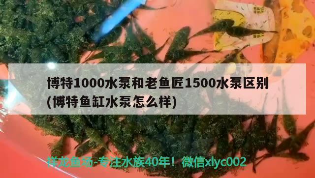 博特1000水泵和老鱼匠1500水泵区别(博特鱼缸水泵怎么样)