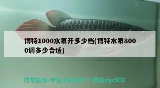 博特1000水泵开多少档(博特水泵8000调多少合适)