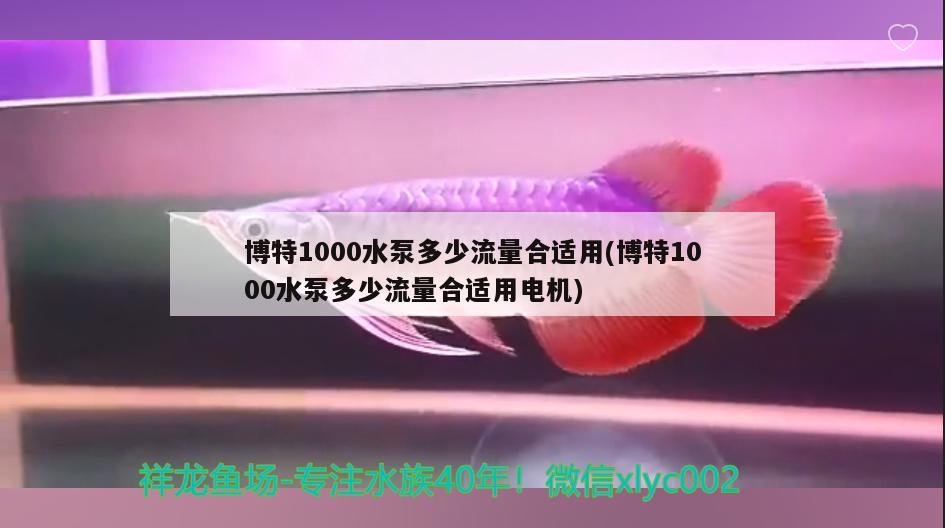 博特1000水泵多少流量合适用(博特1000水泵多少流量合适用电机)