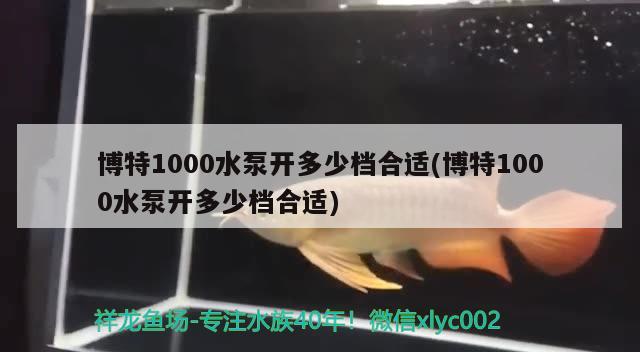 博特1000水泵开多少档合适(博特1000水泵开多少档合适)