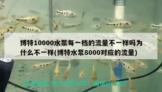 博特10000水泵每一档的流量不一样吗为什么不一样(博特水泵8000对应的流量)