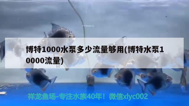 博特1000水泵多少流量够用(博特水泵10000流量)