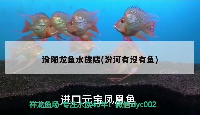 汾阳龙鱼水族店(汾河有没有鱼) 金头过背金龙鱼