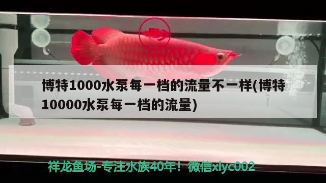 博特1000水泵每一档的流量不一样(博特10000水泵每一档的流量)