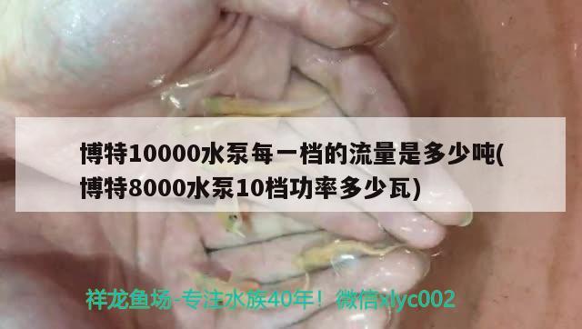 博特10000水泵每一档的流量是多少吨(博特8000水泵10档功率多少瓦) 博特水族