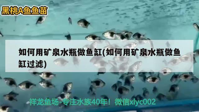 如何用矿泉水瓶做鱼缸(如何用矿泉水瓶做鱼缸过滤) 红老虎鱼