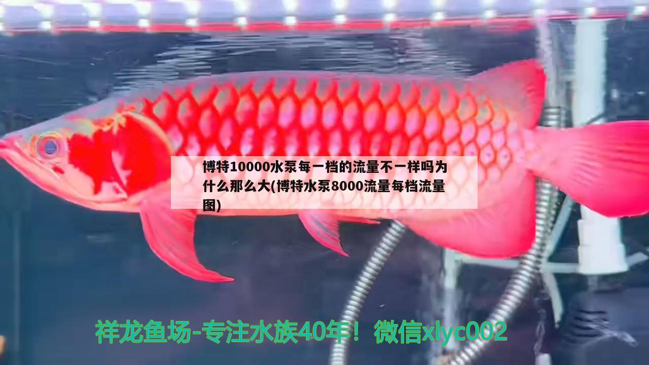 博特10000水泵每一档的流量不一样吗为什么那么大(博特水泵8000流量每档流量图)