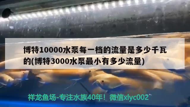 博特10000水泵每一档的流量是多少千瓦的(博特3000水泵最小有多少流量)