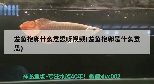 龙鱼抱卵什么意思呀视频(龙鱼抱卵是什么意思) 白玉红龙鱼