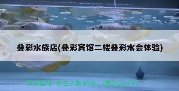 叠彩水族店(叠彩宾馆二楼叠彩水会体验) 黄金斑马鱼