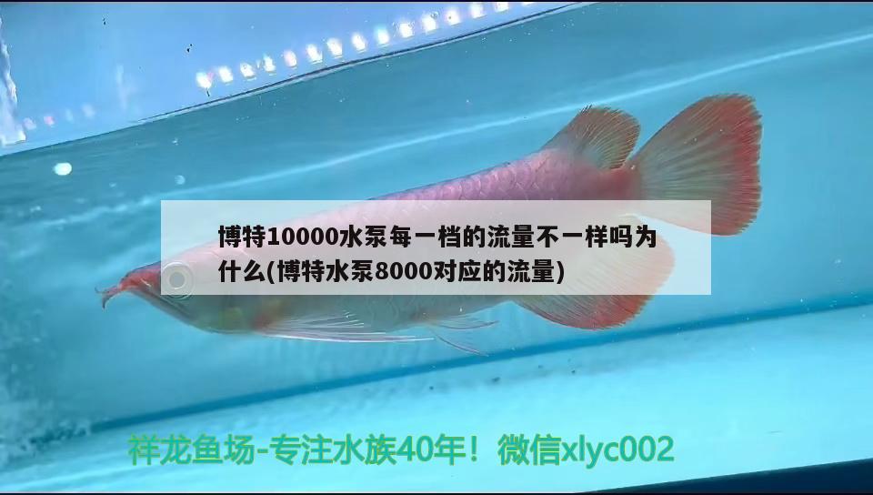 博特10000水泵每一档的流量不一样吗为什么(博特水泵8000对应的流量)