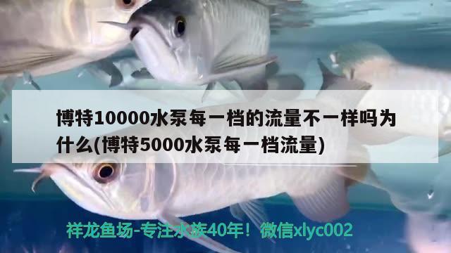 博特10000水泵每一档的流量不一样吗为什么(博特5000水泵每一档流量)