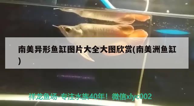 南美异形鱼缸图片大全大图欣赏(南美洲鱼缸) 鱼缸/水族箱 第2张