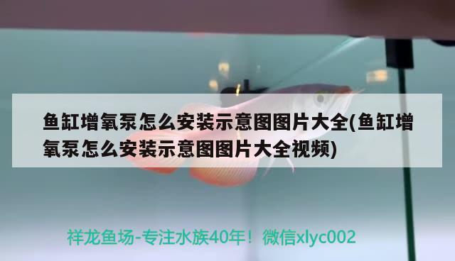 鱼缸增氧泵怎么安装示意图图片大全(鱼缸增氧泵怎么安装示意图图片大全视频) 除藻剂