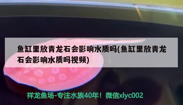 鱼缸里放青龙石会影响水质吗(鱼缸里放青龙石会影响水质吗视频)