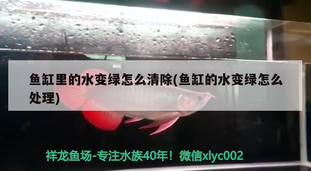 鱼缸里的水变绿怎么清除(鱼缸的水变绿怎么处理)