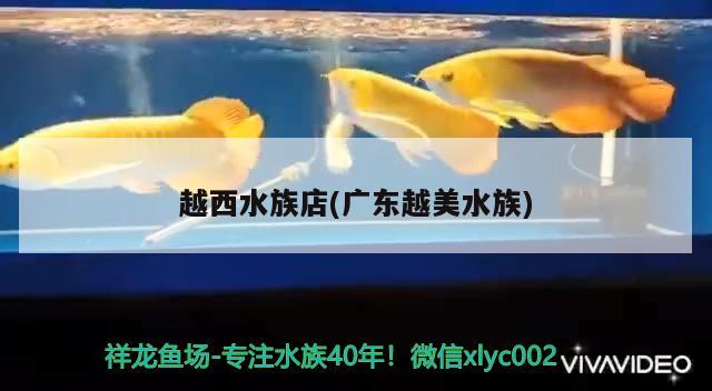 越西水族店(广东越美水族)