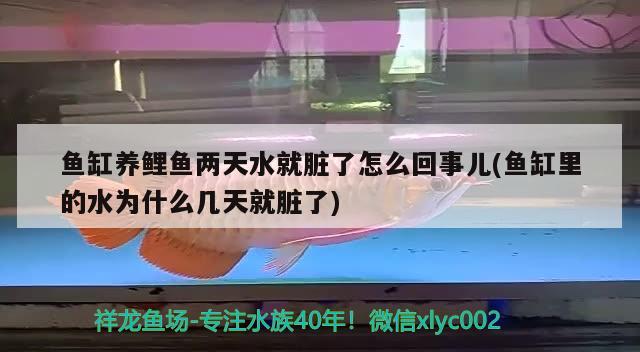 鱼缸养鲤鱼两天水就脏了怎么回事儿(鱼缸里的水为什么几天就脏了) 锦鲤池鱼池建设