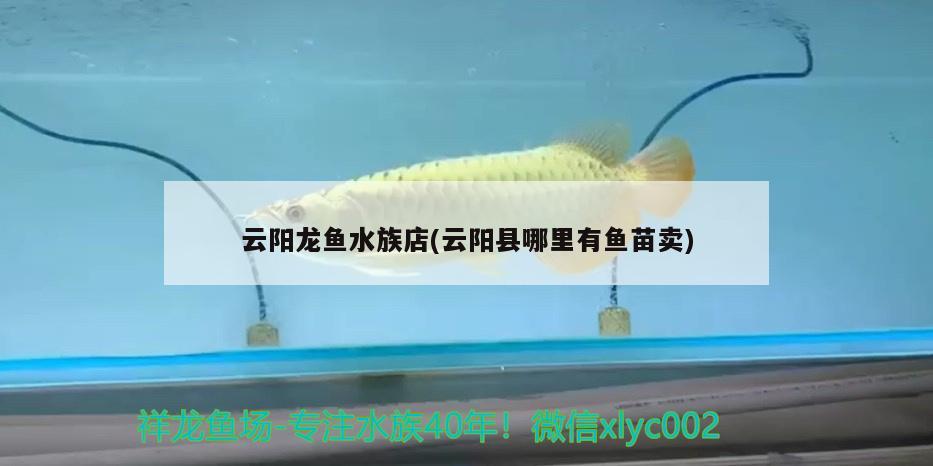 云阳龙鱼水族店(云阳县哪里有鱼苗卖) 养鱼知识