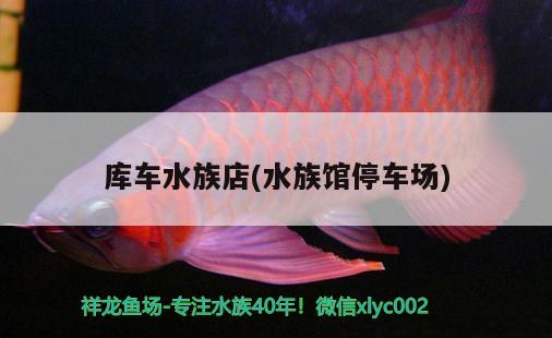 库车水族店(水族馆停车场) 白子关刀鱼