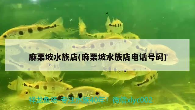 麻栗坡水族店(麻栗坡水族店电话号码)